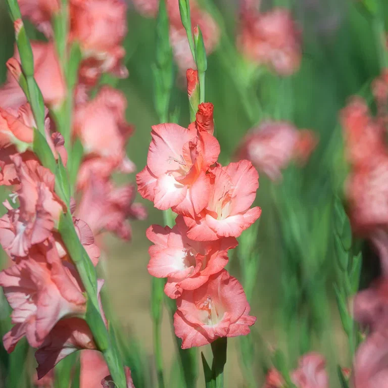 Gladioler – plantering och skötsel