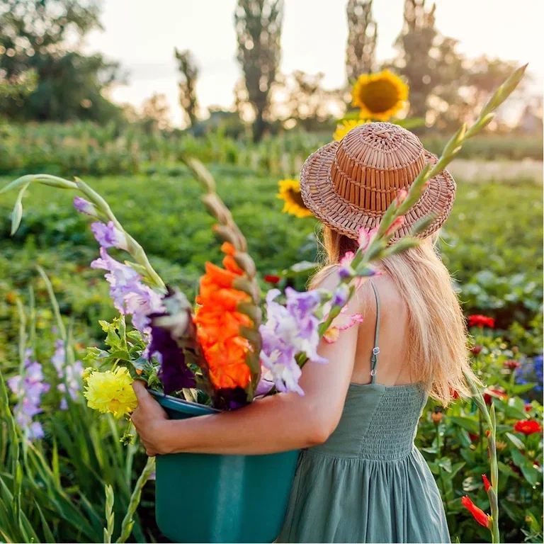 Gladioler – plantering och skötsel