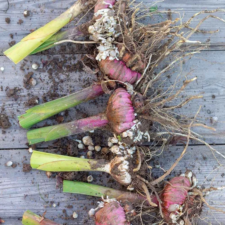 Gladioler – plantering och skötsel