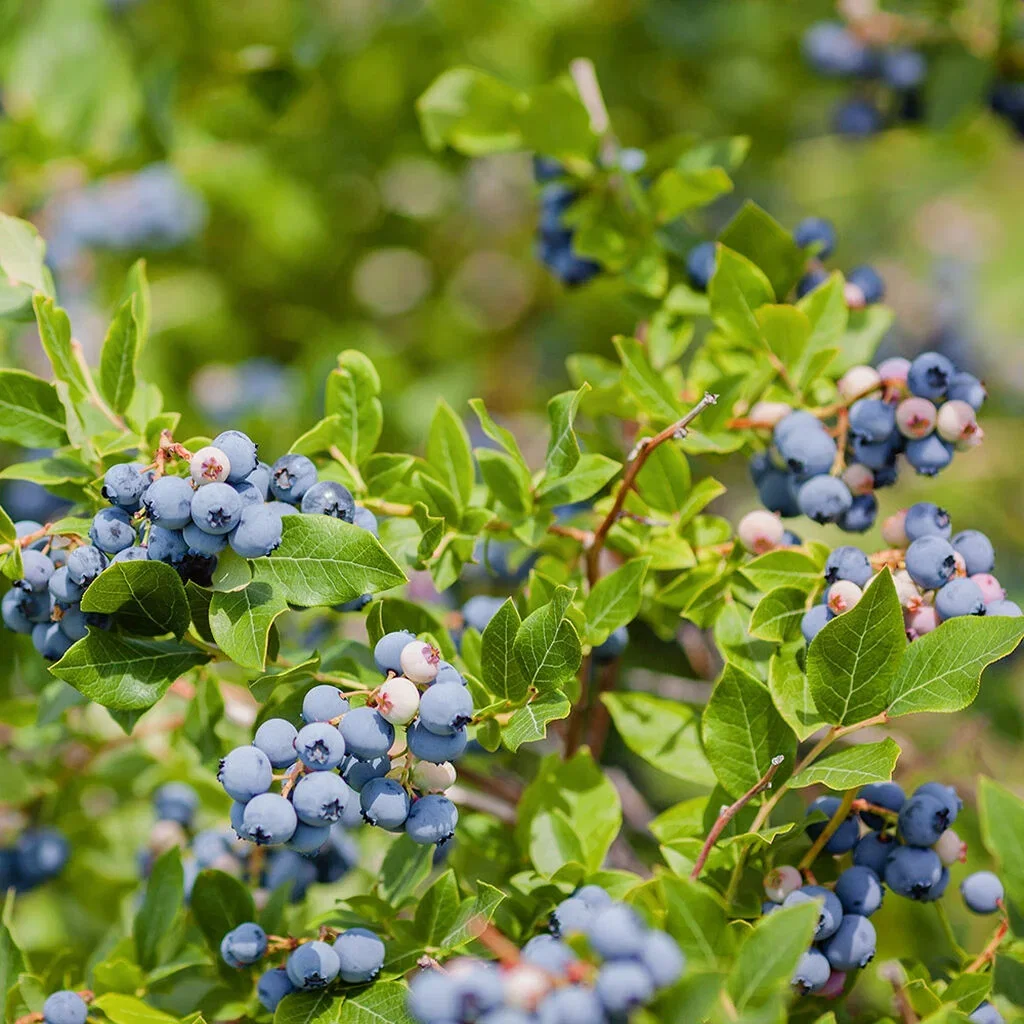 Blåbär – odla dina egna 