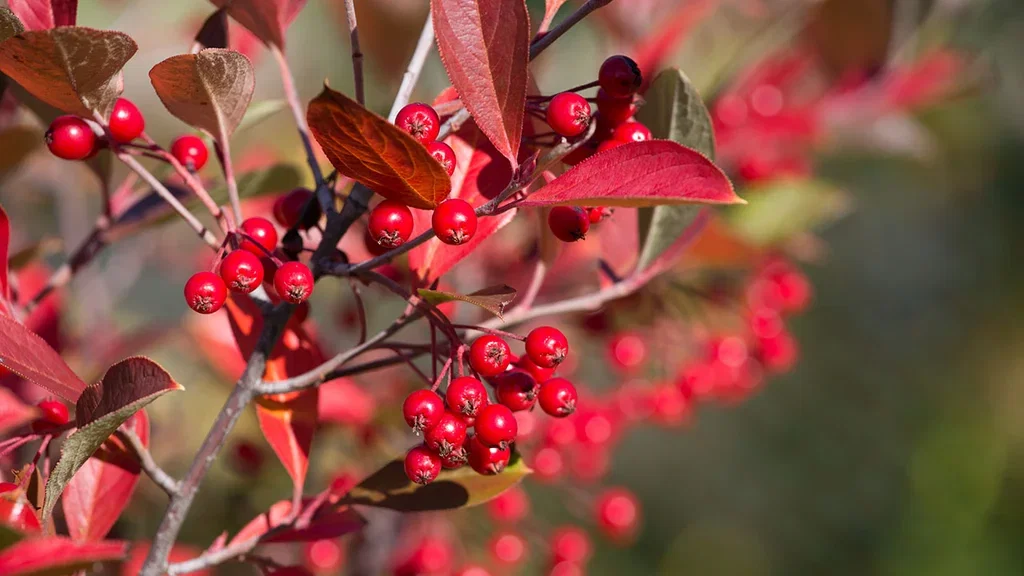 Aronia – plantering och skötsel 
