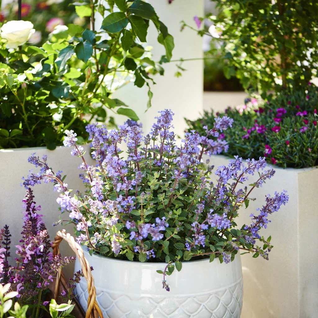 Skapa midsommaridyllen med blommor