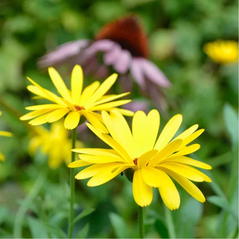 Snabbväxande grönsaker och blommor – odling i sista minuten 