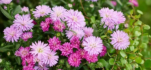 Aster - planting and care