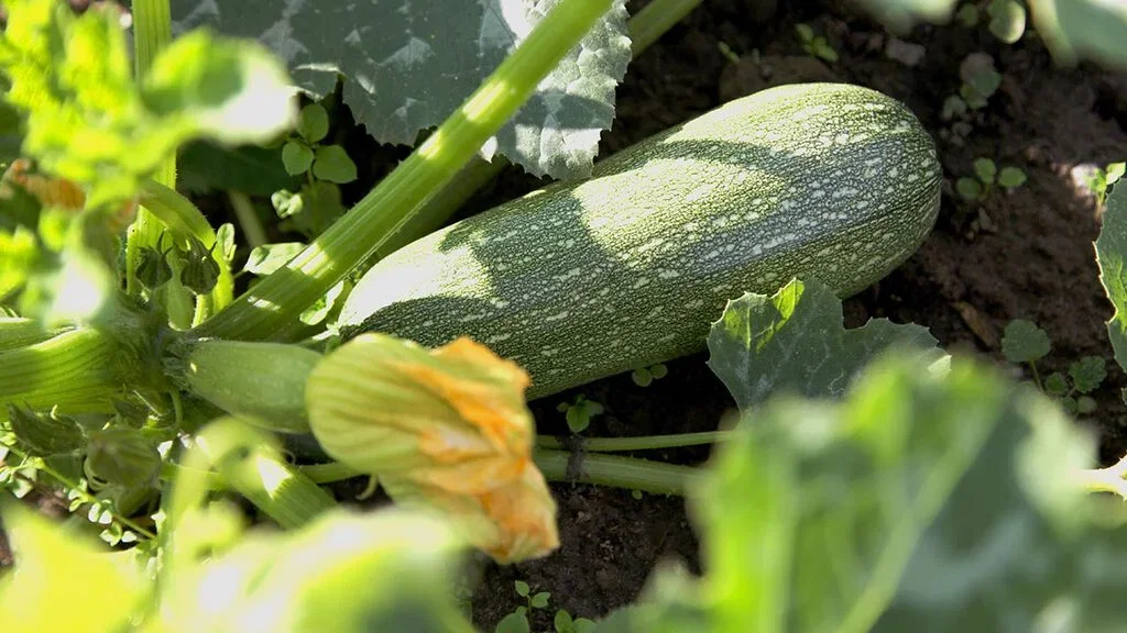 Squash – odla din egen 