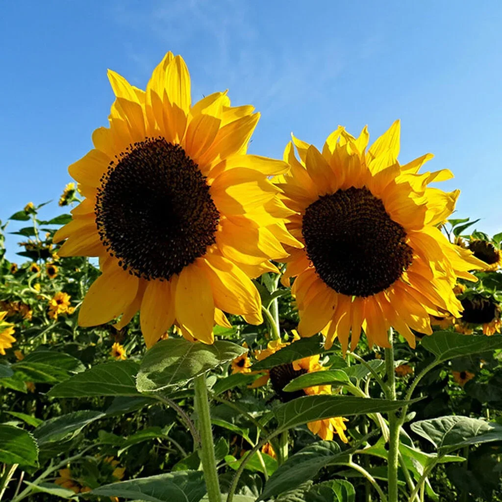 Solros – plantering och skötsel 