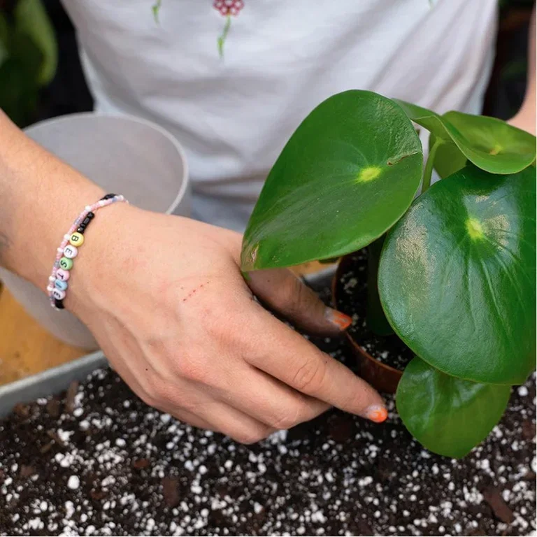 Gardening tips from Plant Guy - get package price at Plantasjen