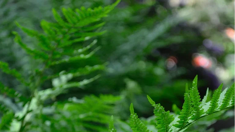Skogslandskap - tar skogen in i trädgården