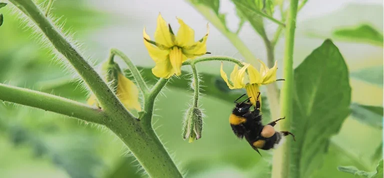 Hjälp pollinerarna i trädgården och få större skörd 