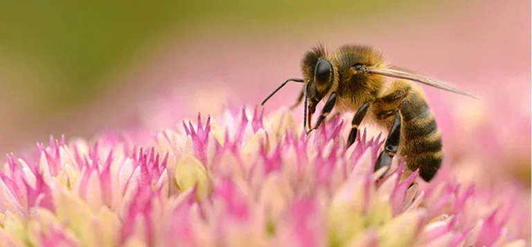 Hjälp pollinerarna i trädgården och få större skörd 