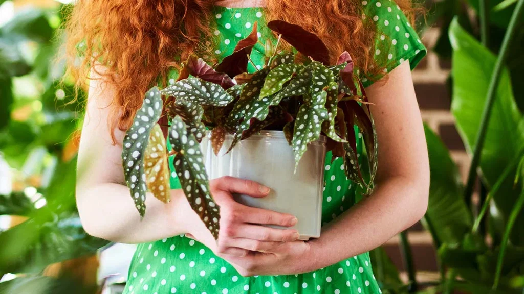 Begonia – fakta och skötselråd 