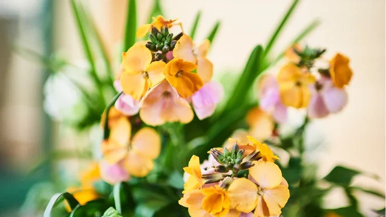 Rivstarta våren – satsa på frosttåliga vårblommor 