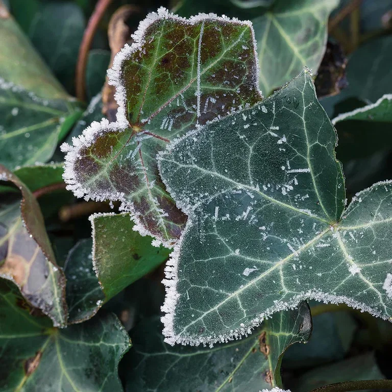 Låt frosttålig grönska skapa magi i vinterträdgården 