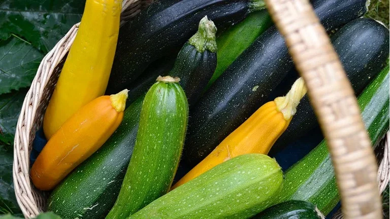 Tre systrar – maxa din skörd av bönor, squash och majs i smart samodling 