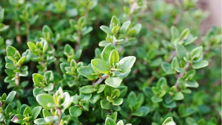 Odla ditt eget te – 6 växter till tekoppen 