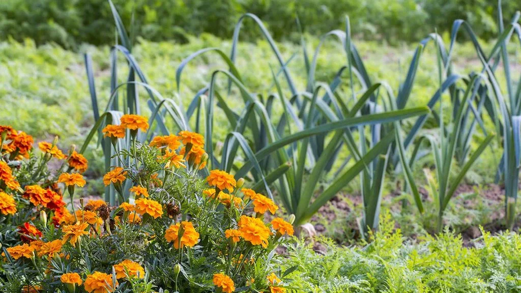 Odla vackra tagetes – motverka skadliga nematoder 