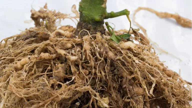 Odla vackra tagetes – motverka skadliga nematoder 
