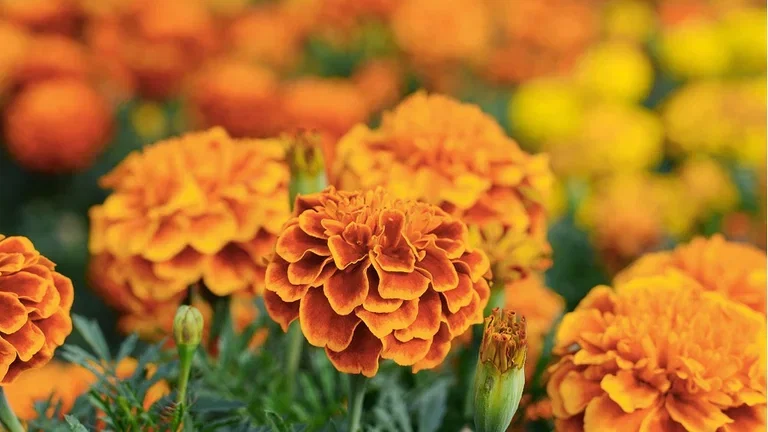 Odla vackra tagetes – motverka skadliga nematoder 