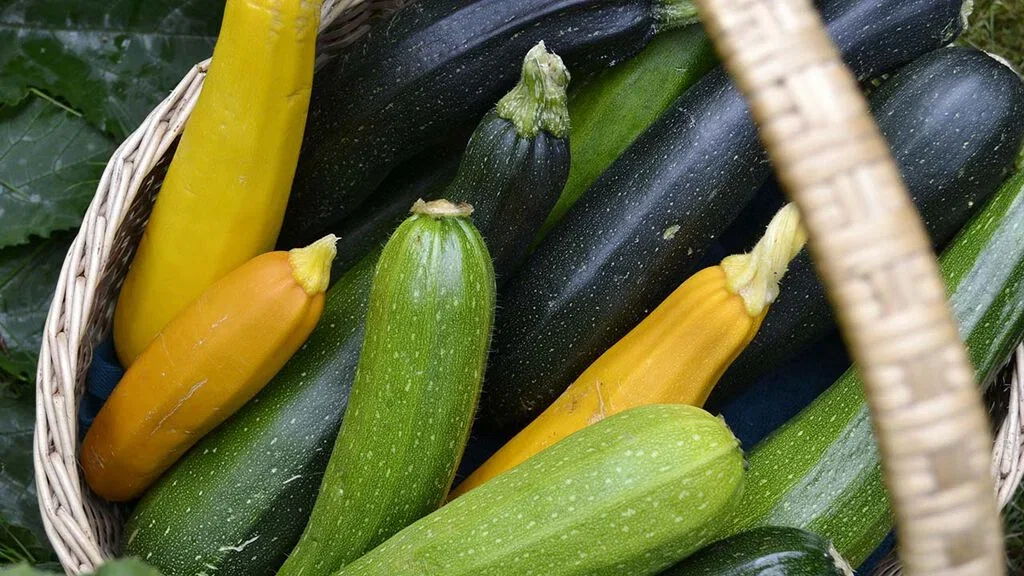 8 goda sätt att ta tillvara squash 