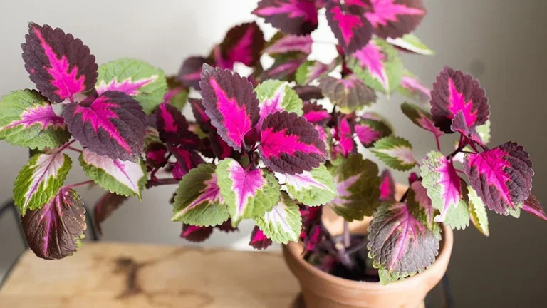 Gröna växter med ovanliga blad 
