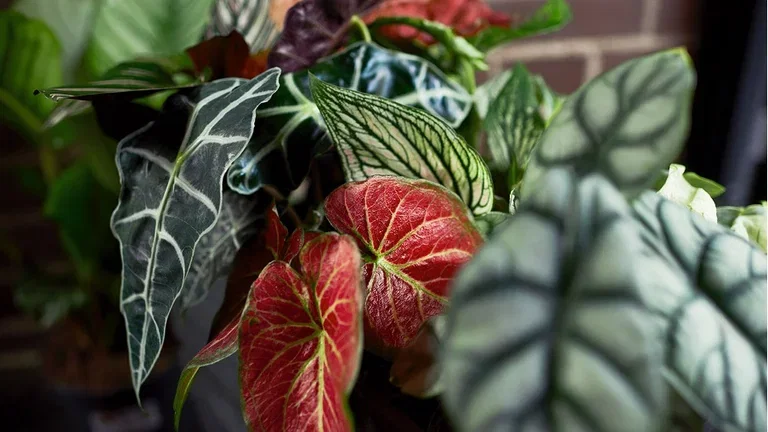Gröna växter med ovanliga blad 