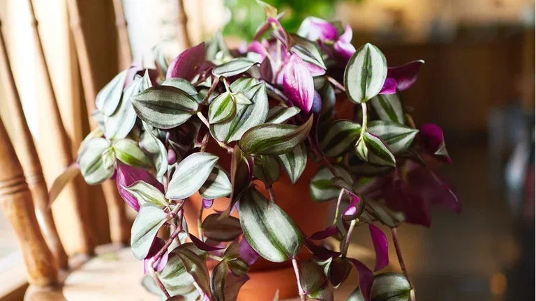 Gröna växter med ovanliga blad 
