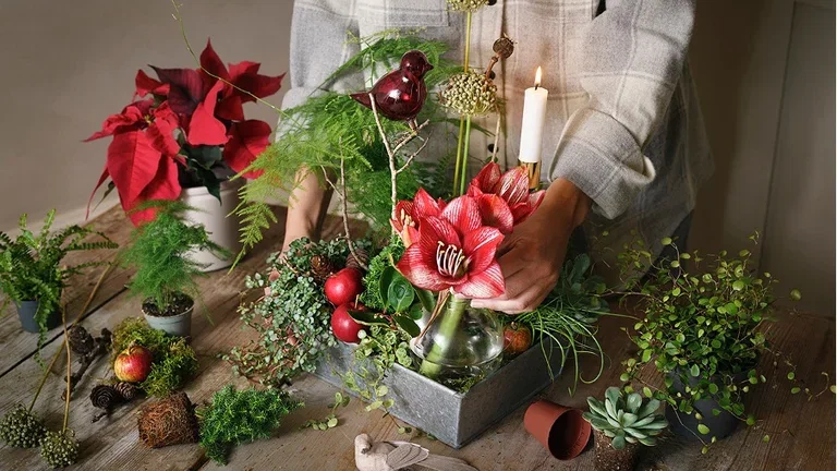 Julblommor som skapar julstämning