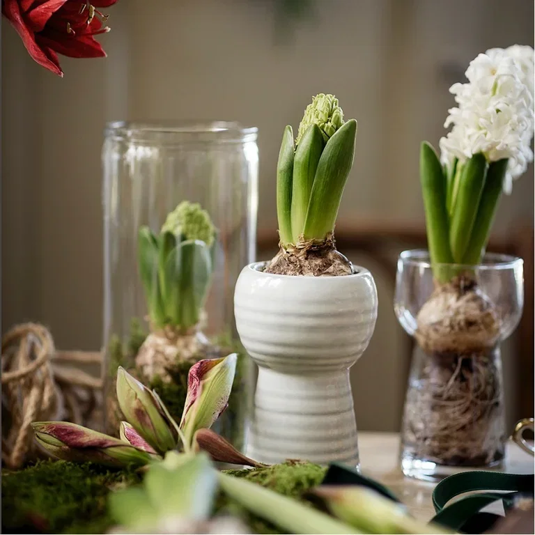 Ge julens blommor nytt liv – plantera om eller ut 