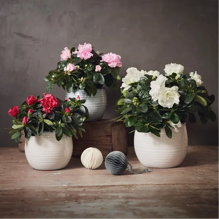 Ge julens blommor nytt liv – plantera om eller ut 