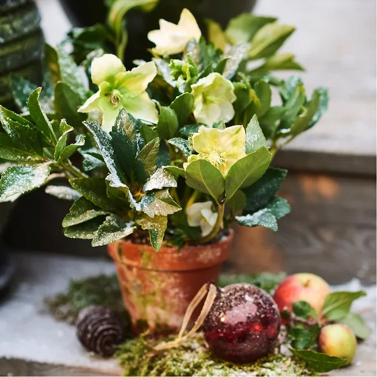 Ge julens blommor nytt liv – plantera om eller ut 