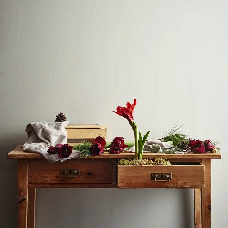 Få amaryllisen att blomma när du vill