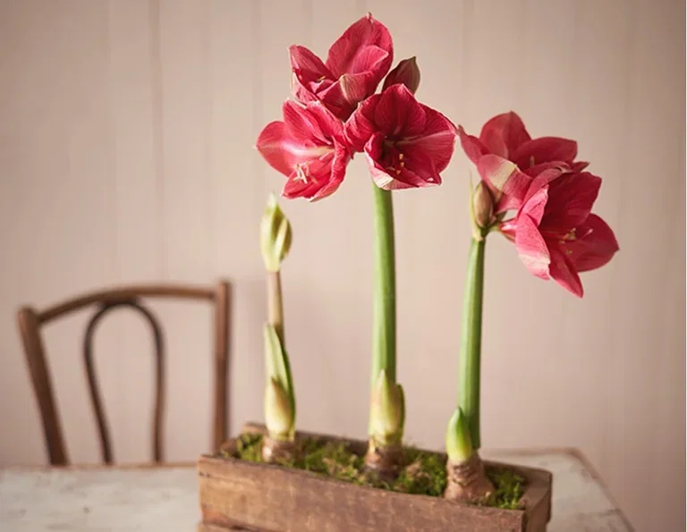 Få amaryllisen att blomma när du vill