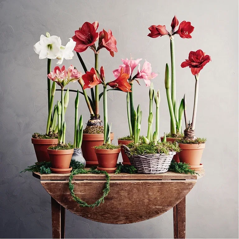 Ge julens blommor nytt liv – plantera om eller ut 