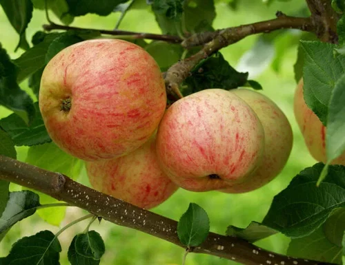 Malus domestica 'Moskovan Päärynäomena' Antonovka