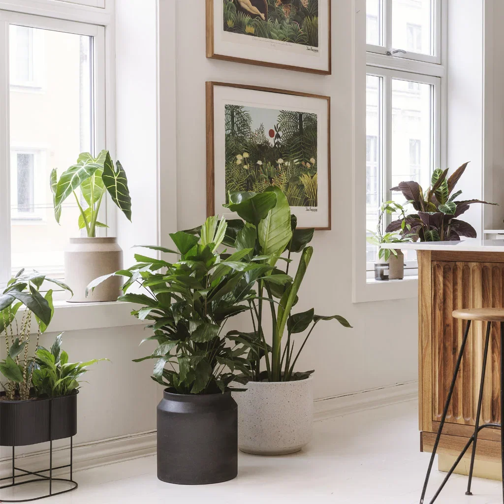 Guide: Växter till små och stora rum 