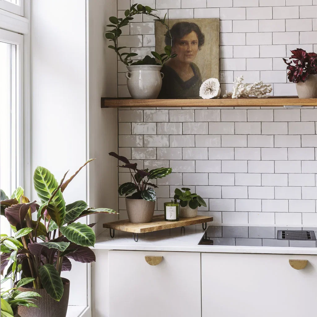 Guide: Växter till små och stora rum 