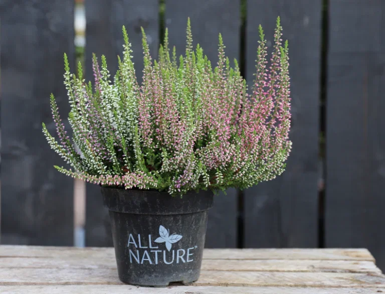 Ljung – plantering och skötsel 