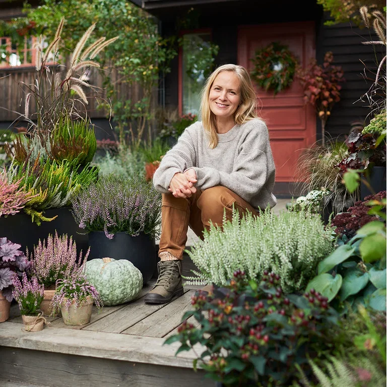 Ljung – plantering och skötsel 