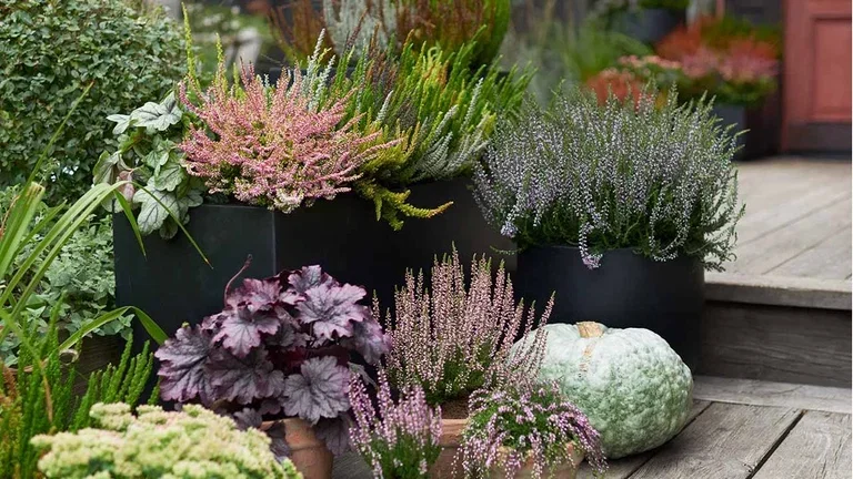 Ljung – plantering och skötsel 