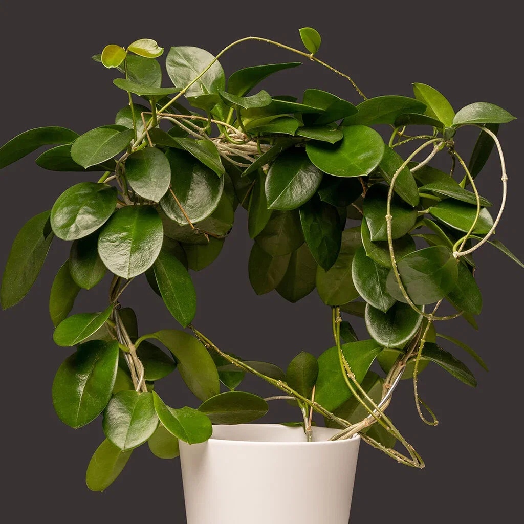 Porslinsblomma (Hoya) – fakta och skötselråd 