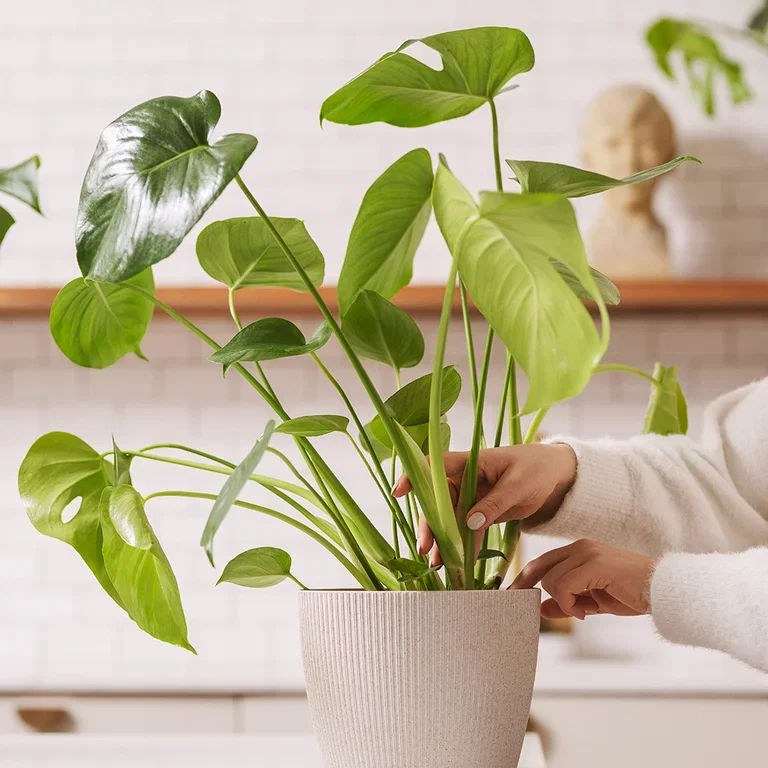 Monstera – fakta och skötselråd