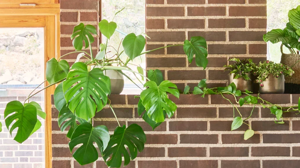 Monstera – fakta och skötselråd