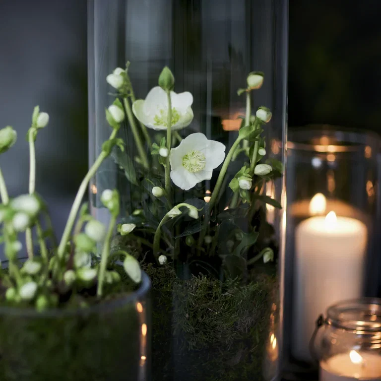 Julros – fakta och skötselråd