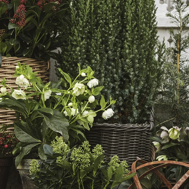 Julros – fakta och skötselråd