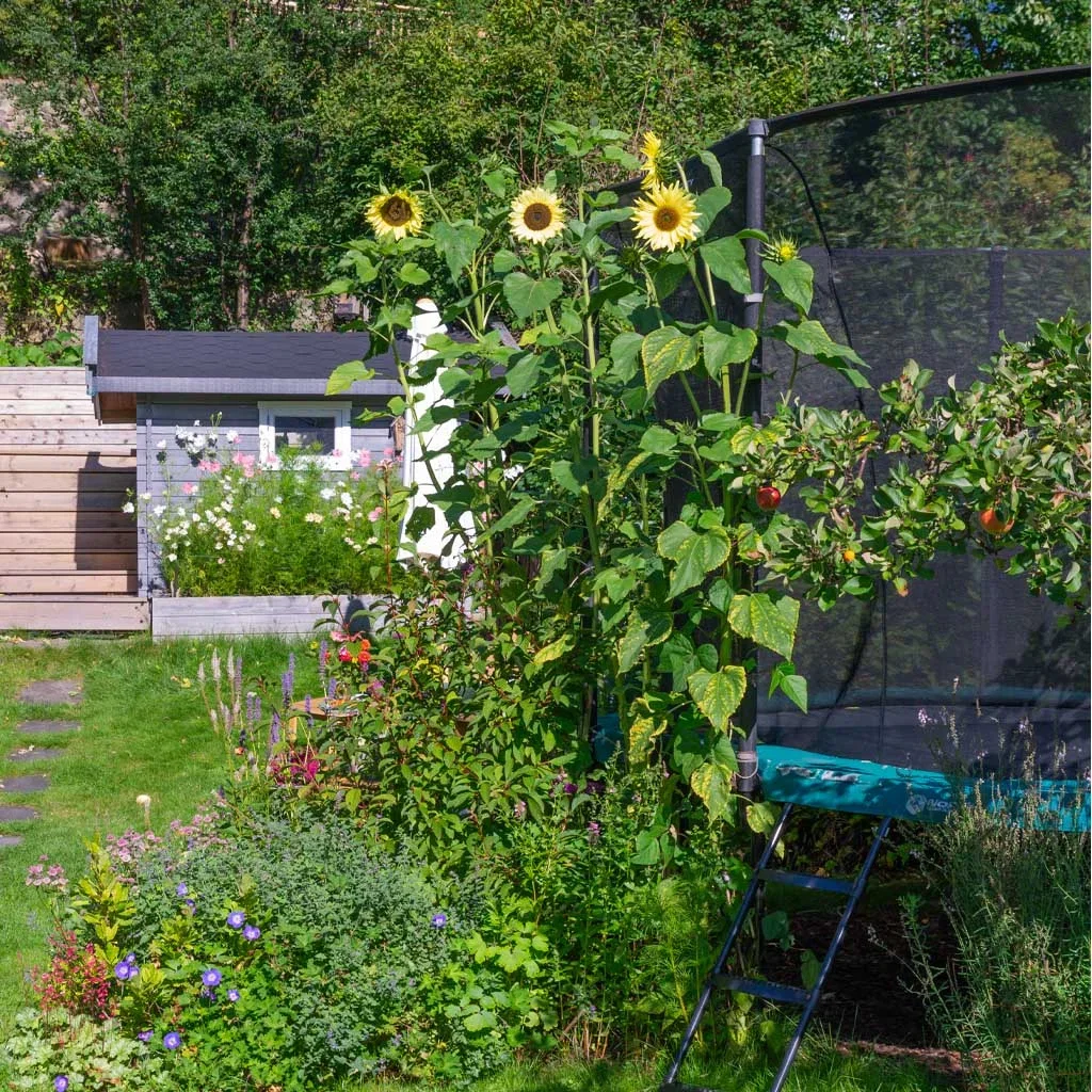Sensommar i Thereses klassiska trädgård 