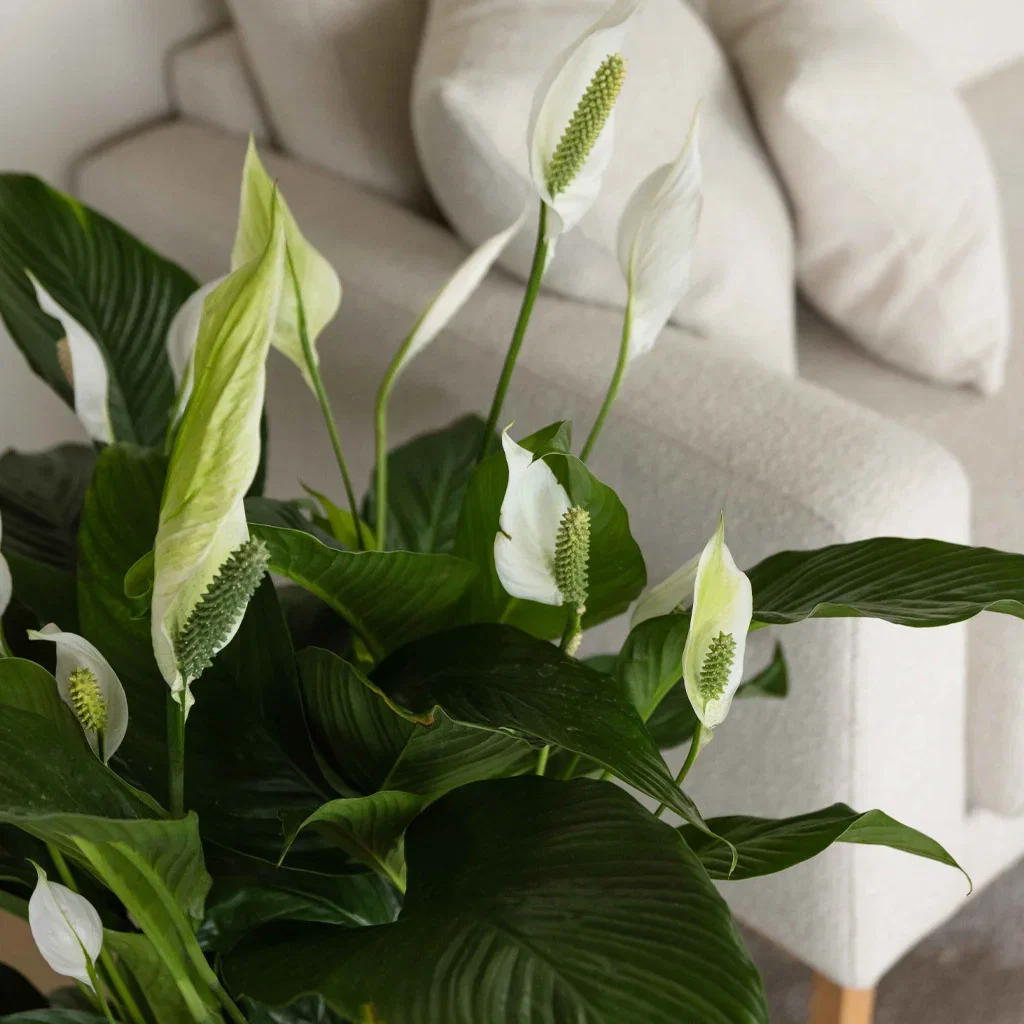 Nordisk stil – ombonad och sofistikerad