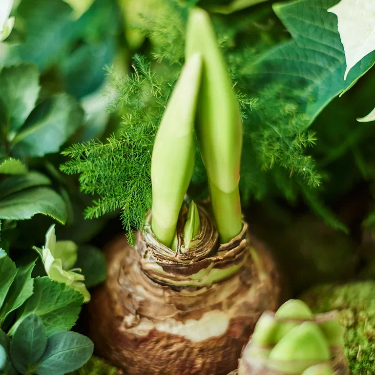 Amaryllis – fakta och skötselråd 