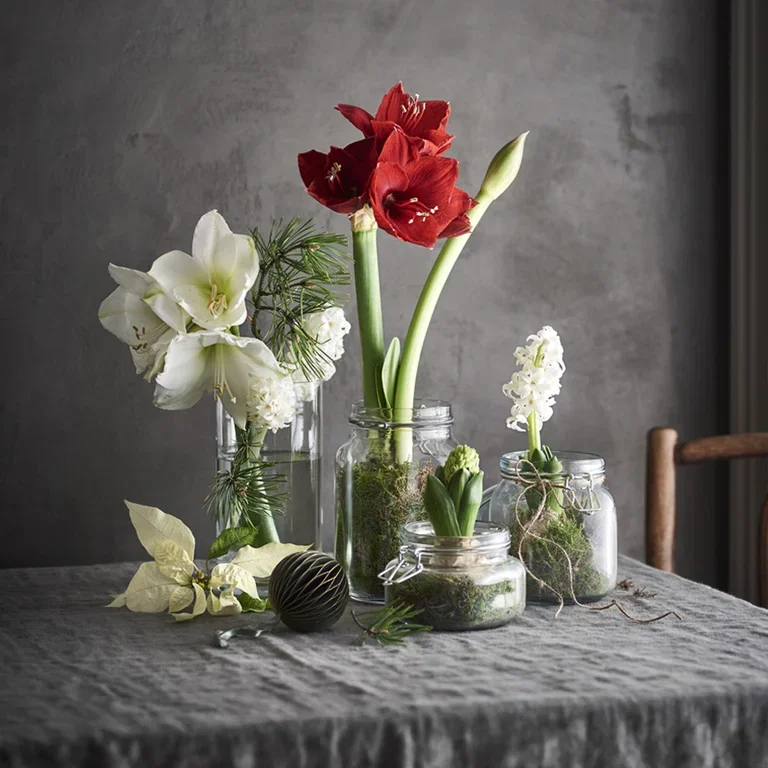 Amaryllis – fakta och skötselråd 