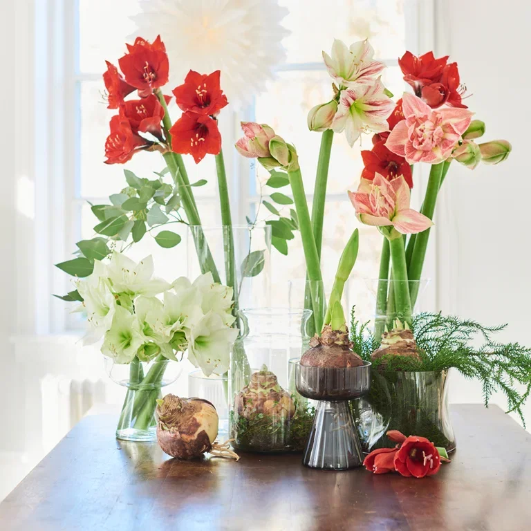 Amaryllis – fakta och skötselråd 