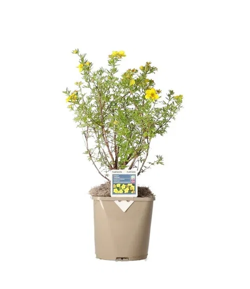 Trädgårdstok 'Goldfinger'